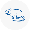 Rat Control Chelsea